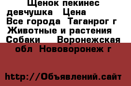 Щенок пекинес девчушка › Цена ­ 2 500 - Все города, Таганрог г. Животные и растения » Собаки   . Воронежская обл.,Нововоронеж г.